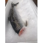 Salmon Headless RUM berat 1Kg 1