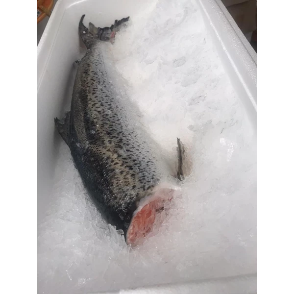 Salmon Headless RUM berat 1Kg