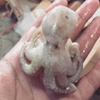 Baby Octopus IQF RUM 1Kg 2
