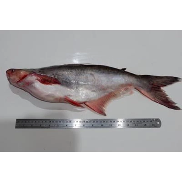 Pangasius Catfish WGGS RUM 1Kg